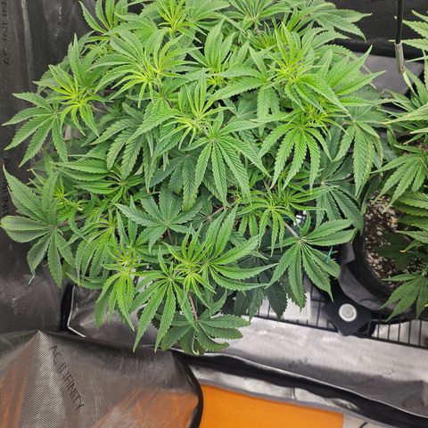 Super Lemon Haze x RS11 growlog timeline photo