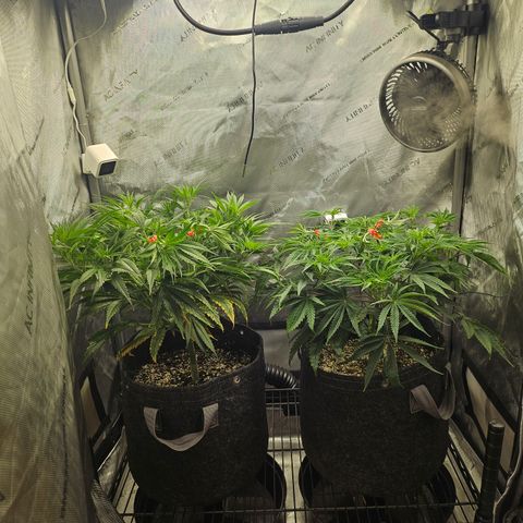 Super Silver Haze growlog timeline photo