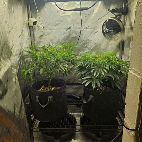 Super Silver Haze growlog timeline photo