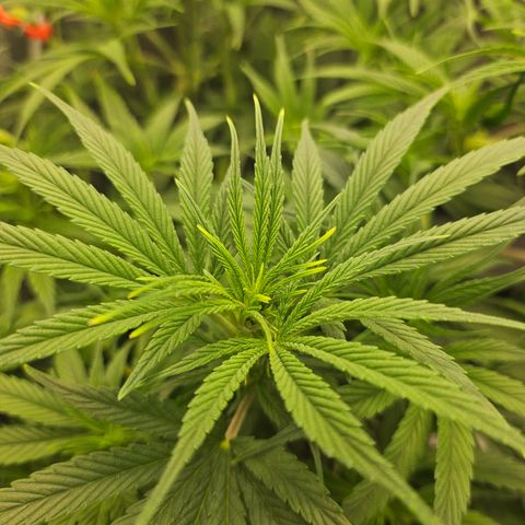 Super Silver Haze growlog timeline photo