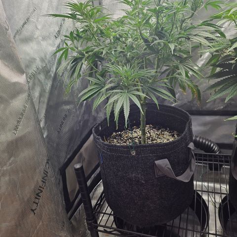 Super Silver Haze growlog timeline photo