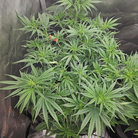 Super Silver Haze growlog timeline photo