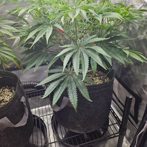 Super Lemon Haze x RS11 growlog timeline photo
