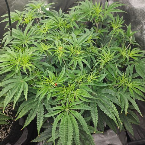 Super Lemon Haze x RS11 growlog timeline photo