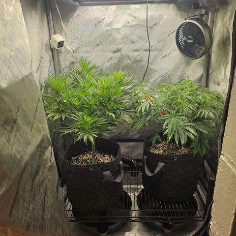 Super Silver Haze growlog timeline photo