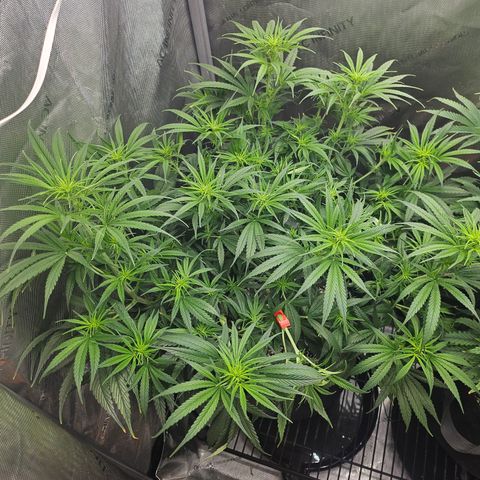 Super Silver Haze growlog timeline photo
