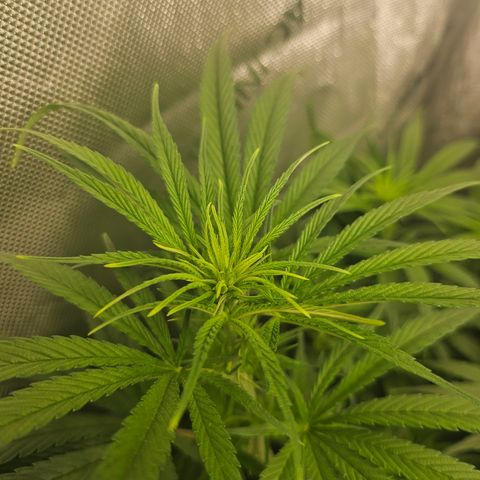 Super Silver Haze growlog timeline photo