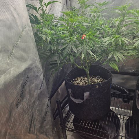 Super Silver Haze growlog timeline photo