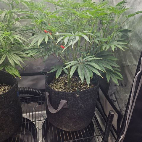 Super Lemon Haze x RS11 growlog timeline photo