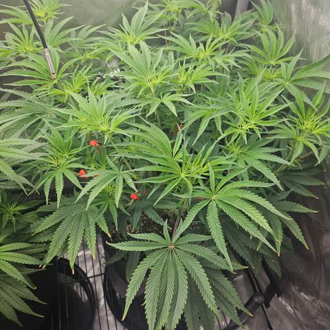 Super Lemon Haze x RS11 growlog timeline photo
