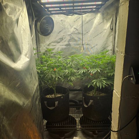 Super Silver Haze growlog timeline photo