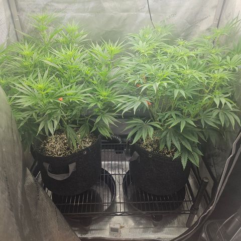 Super Silver Haze growlog timeline photo