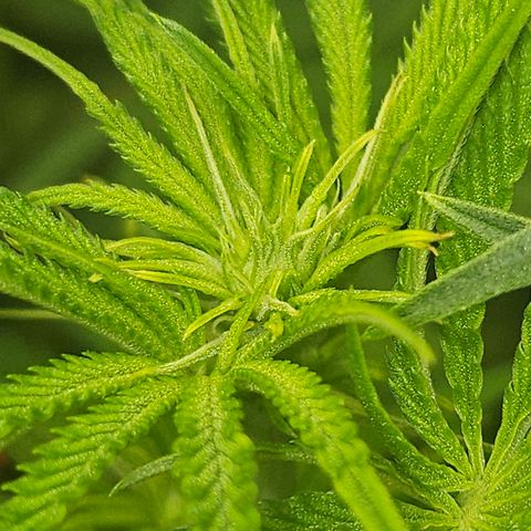 Super Lemon Haze x RS11 growlog timeline photo