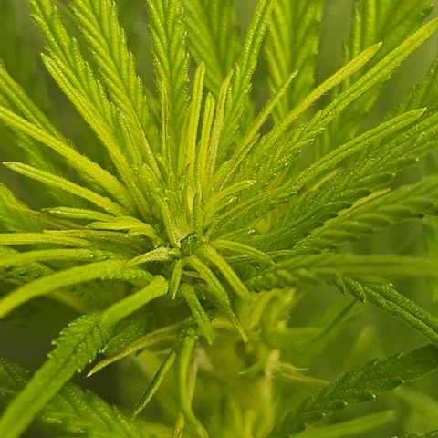 Super Silver Haze growlog timeline photo
