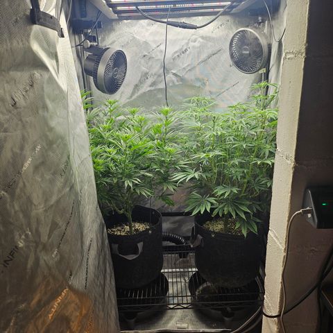 Super Silver Haze growlog timeline photo