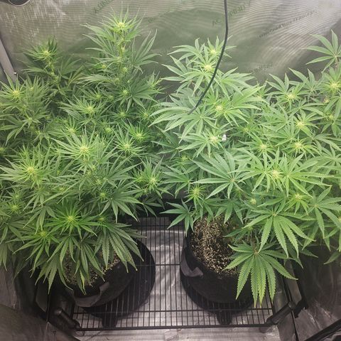 Super Silver Haze growlog timeline photo