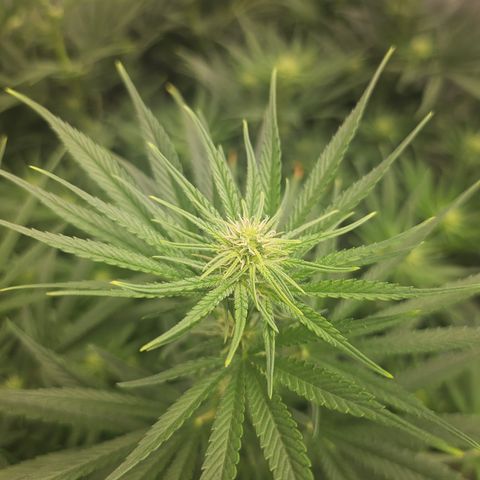 Super Silver Haze growlog timeline photo
