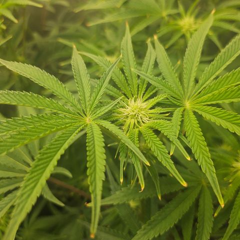 Super Lemon Haze x RS11 growlog timeline photo