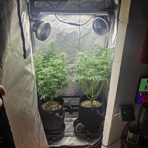 Super Silver Haze growlog timeline photo
