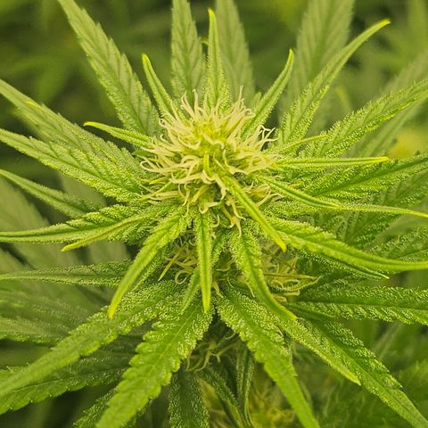 Super Silver Haze growlog timeline photo