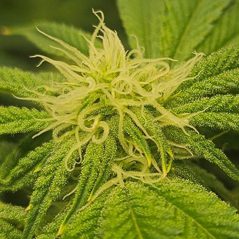 Super Lemon Haze x RS11 growlog timeline photo