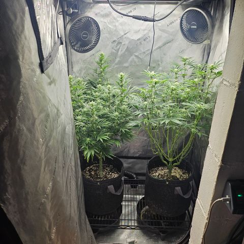 Super Silver Haze growlog timeline photo