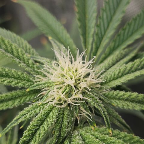 Super Lemon Haze x RS11 growlog timeline photo