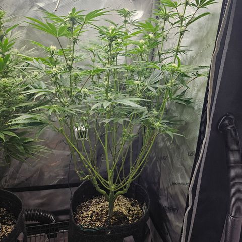 Super Lemon Haze x RS11 growlog timeline photo