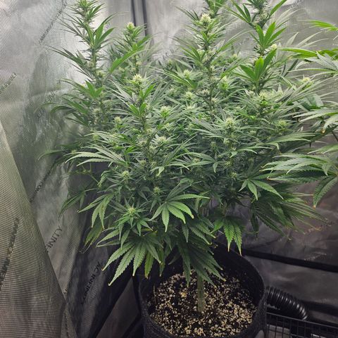 Super Silver Haze growlog timeline photo