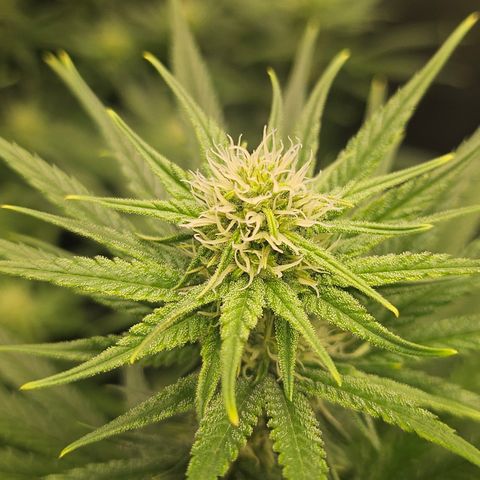 Super Silver Haze growlog timeline photo