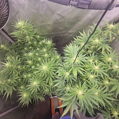 Super Silver Haze growlog timeline photo