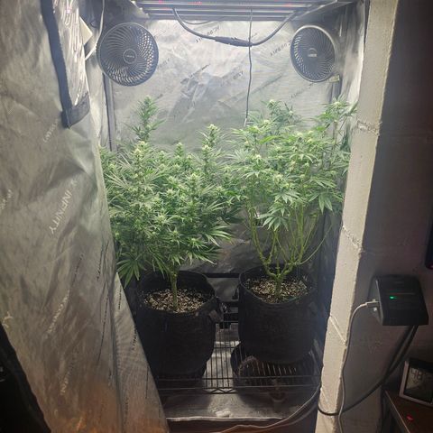 Super Silver Haze growlog timeline photo