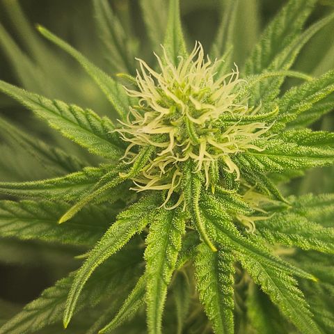 Super Silver Haze growlog timeline photo