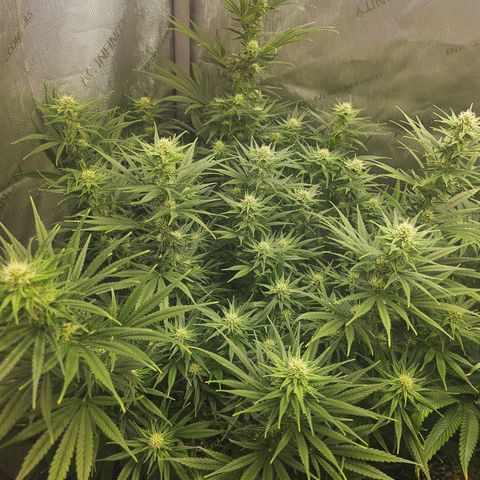 Super Silver Haze growlog timeline photo