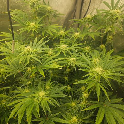Super Lemon Haze x RS11 growlog timeline photo