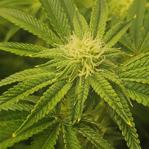 Super Lemon Haze x RS11 growlog timeline photo