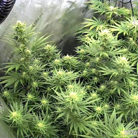 Super Silver Haze growlog timeline photo
