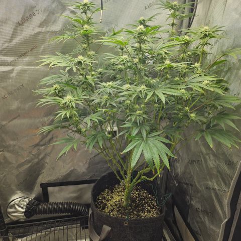 Super Lemon Haze x RS11 growlog timeline photo