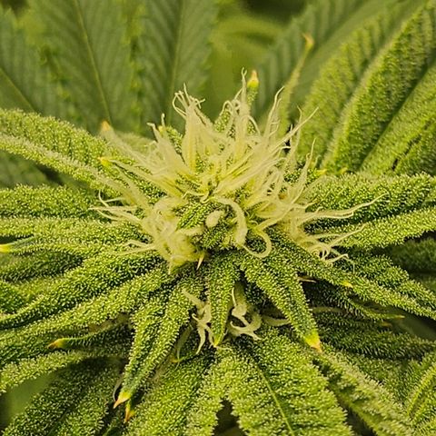 Super Lemon Haze x RS11 growlog timeline photo