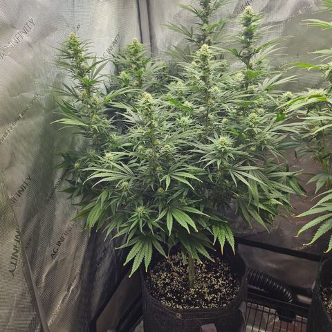 Super Silver Haze growlog timeline photo