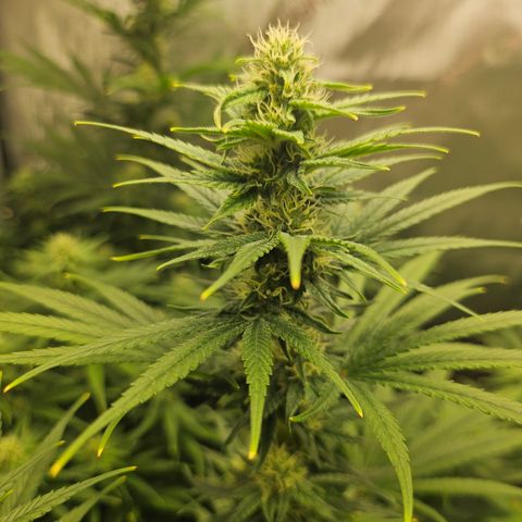 Super Silver Haze growlog timeline photo