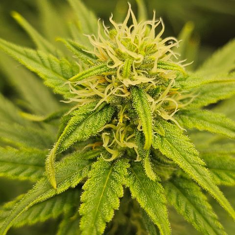 Super Silver Haze growlog timeline photo