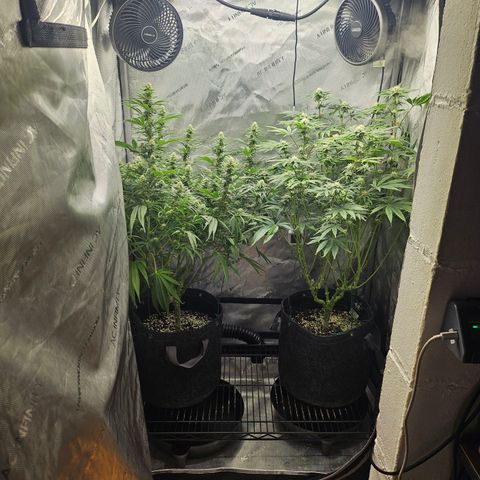 Super Silver Haze growlog timeline photo