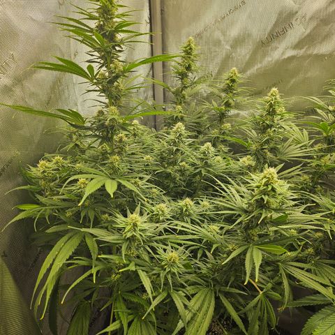 Super Silver Haze growlog timeline photo