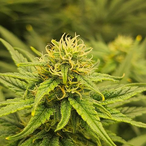 Super Silver Haze growlog timeline photo