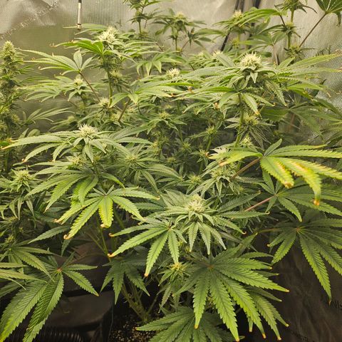 Super Lemon Haze x RS11 growlog timeline photo