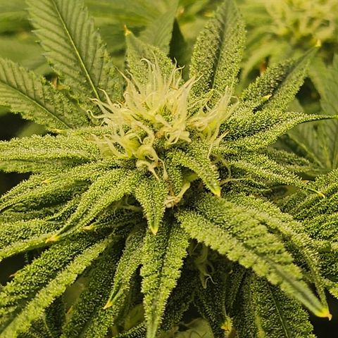Super Lemon Haze x RS11 growlog timeline photo