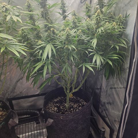 Super Silver Haze growlog timeline photo