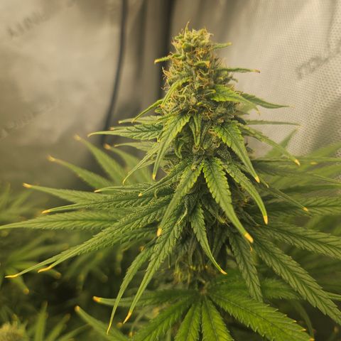 Super Silver Haze growlog timeline photo