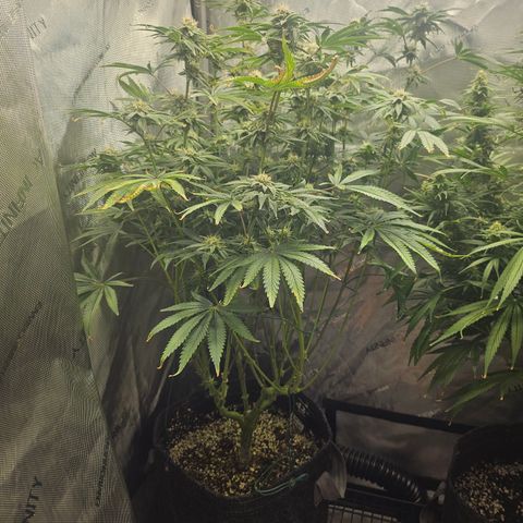Super Lemon Haze x RS11 growlog timeline photo